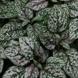 Bring a Pop of Color to Your Space with Hypoestes Sanguinolenta Blush Polka Dot Plant